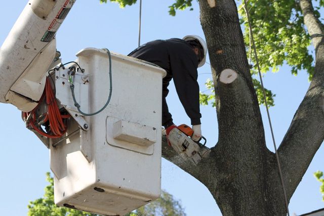 Tree Cutting & Trimming St. James Image